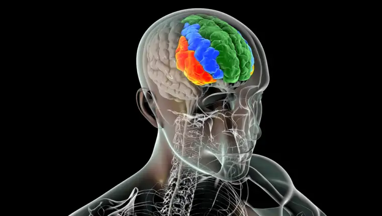 Human,Brain,In,The,Body,With,Highlighted,Frontal,Gyri,,Superior