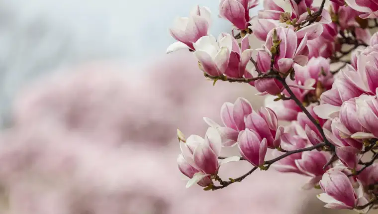 magnolija
