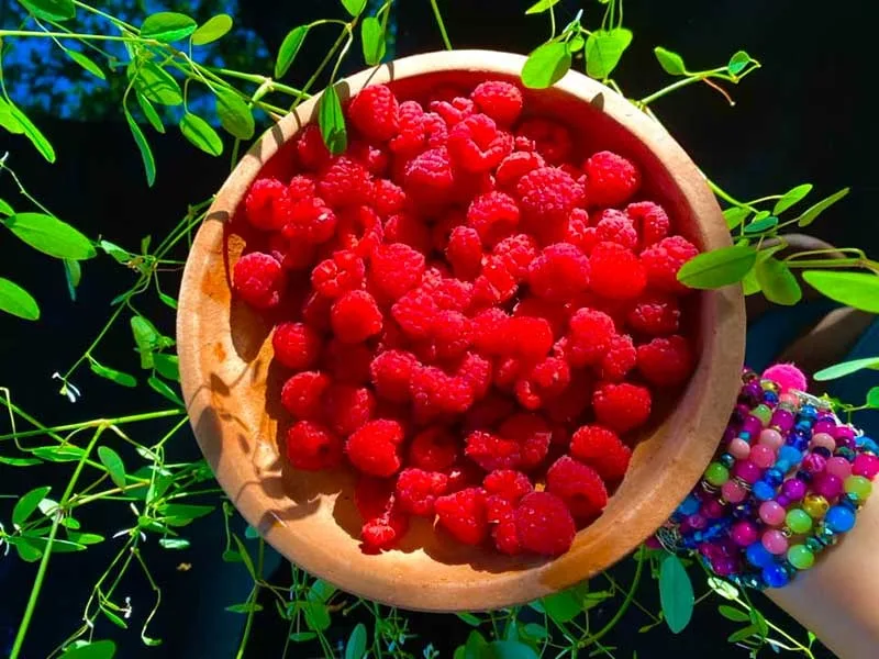 maline