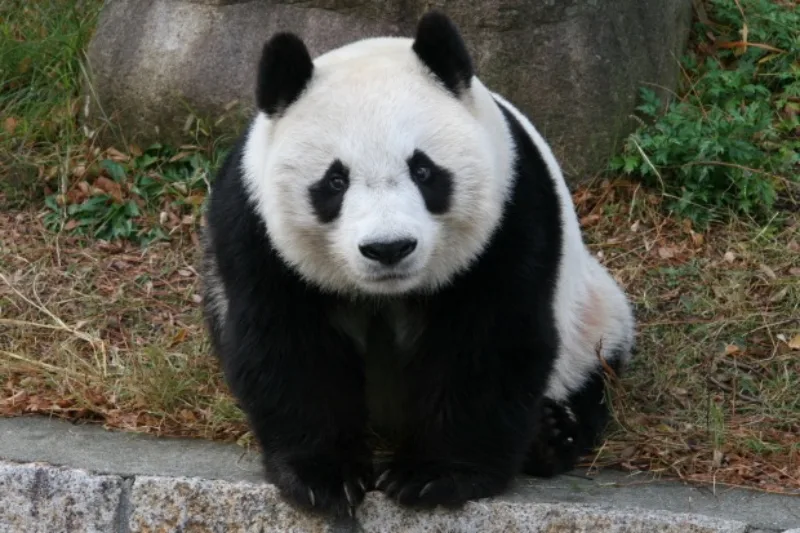 panda tan tan japan