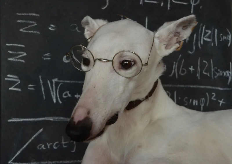 close-up-of-dog-wearing-eyeglasses-901854774-5a5e493d5b6e240038dc85ca