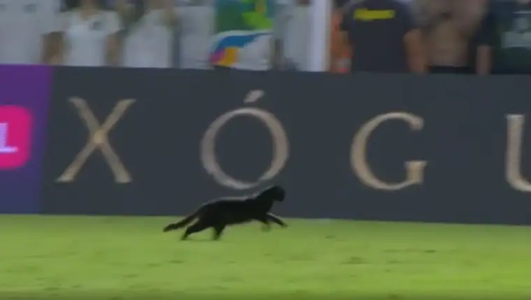 mačka na terenu brazil