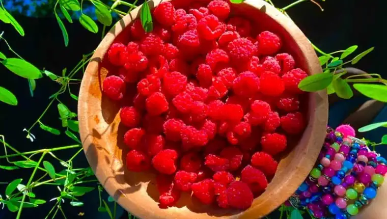 maline