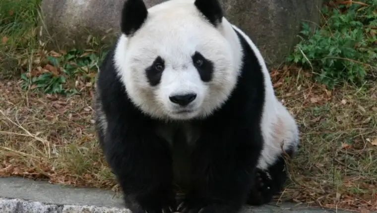 panda tan tan japan