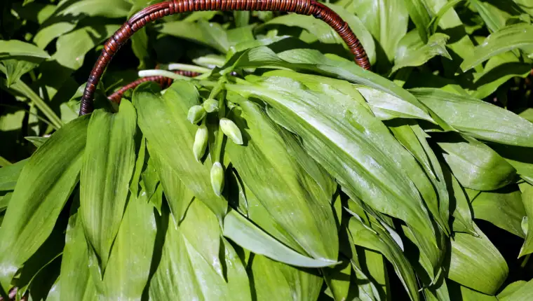 srijemus
