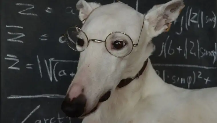 close-up-of-dog-wearing-eyeglasses-901854774-5a5e493d5b6e240038dc85ca