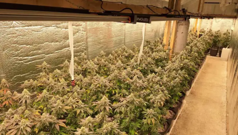 marihuana-foto-PU-Prijedor-1-872x610