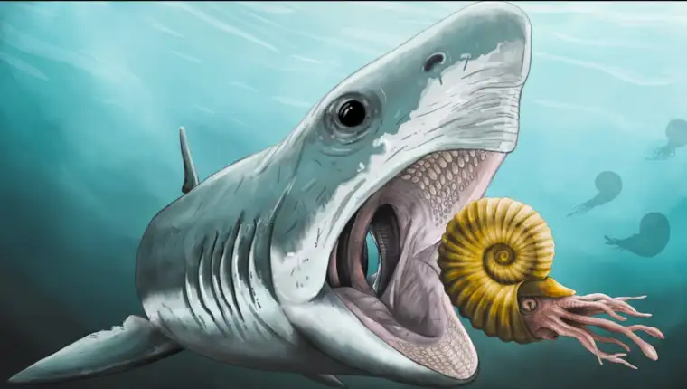 Ptychodus 1