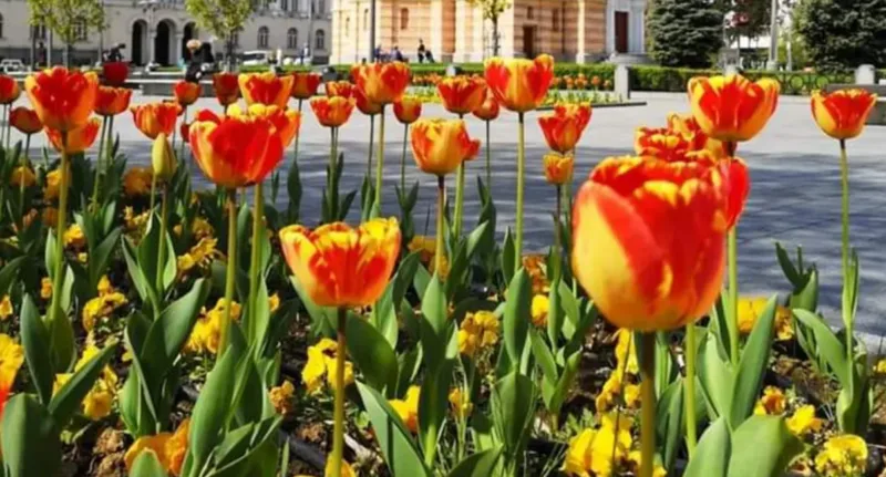 tulipan