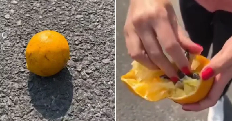šiljci u voću krađa auta
