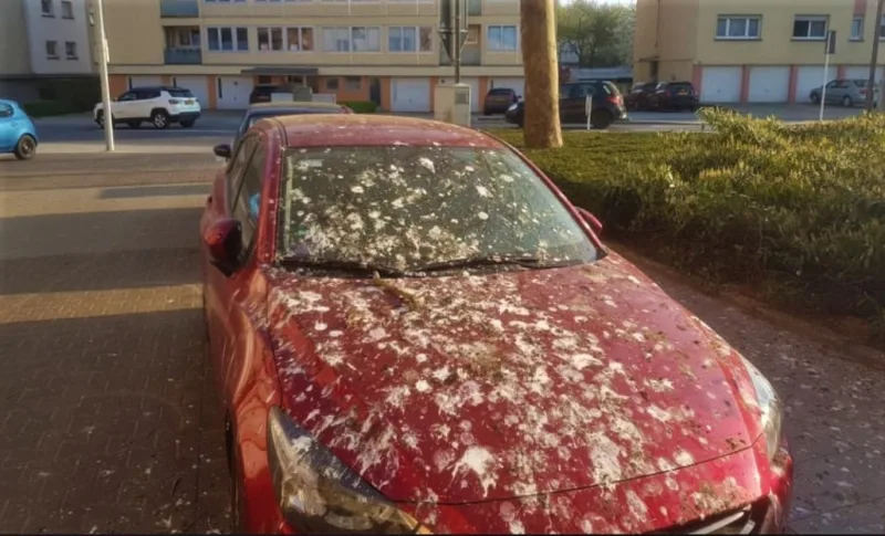 auto ptičji izmet