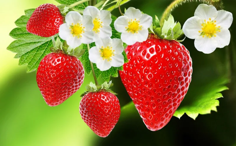 jagode