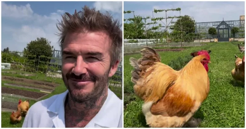 beckham