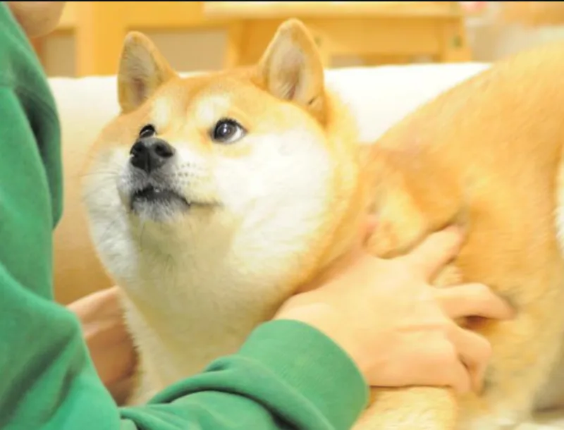 kabosu