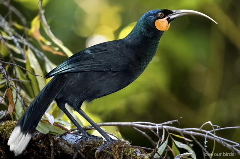 izumrla ptica huia