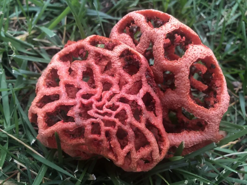 Clathrus ruber