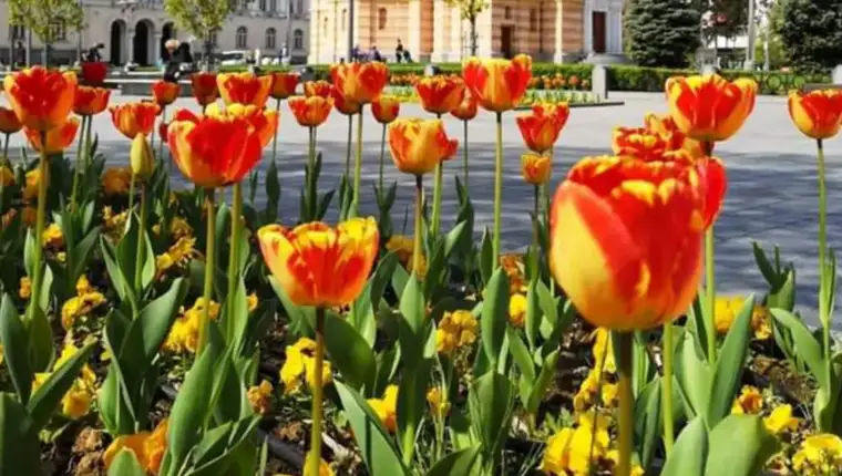 tulipan