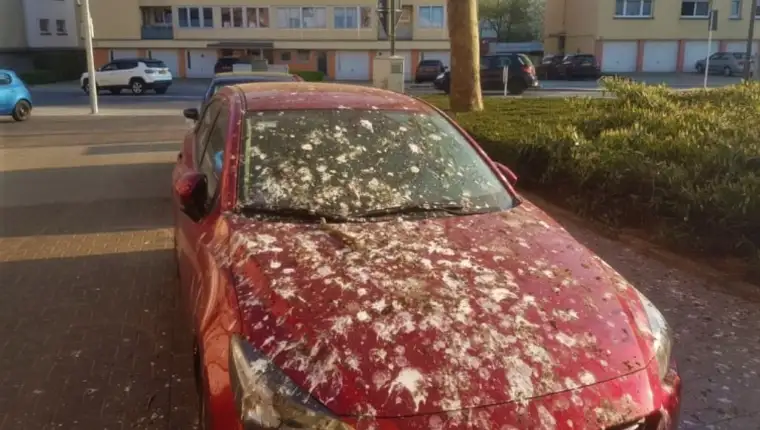 auto ptičji izmet