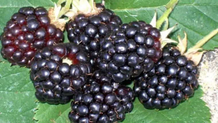 kupine