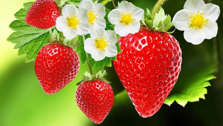 jagode