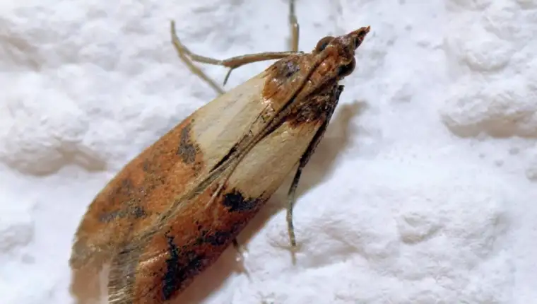moljci