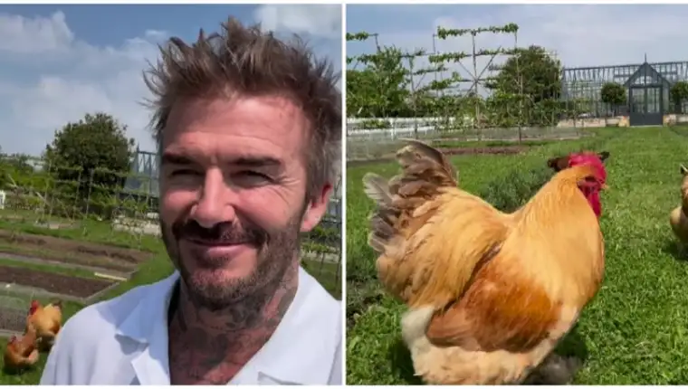 beckham