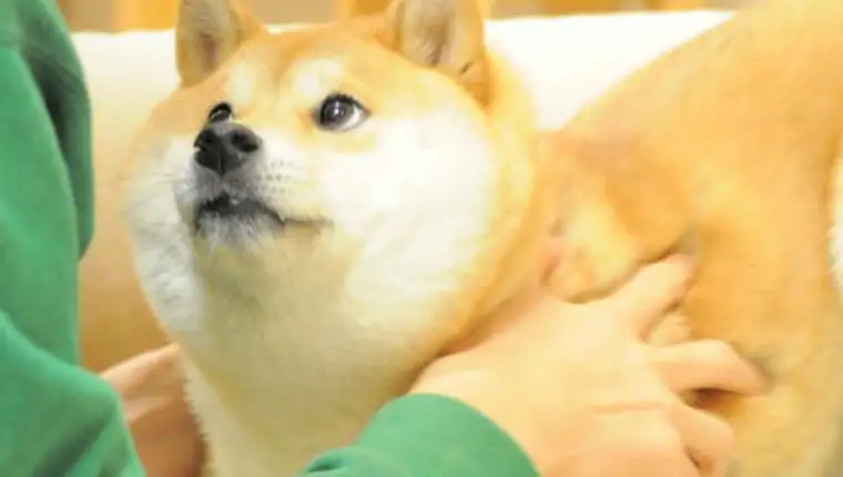 kabosu