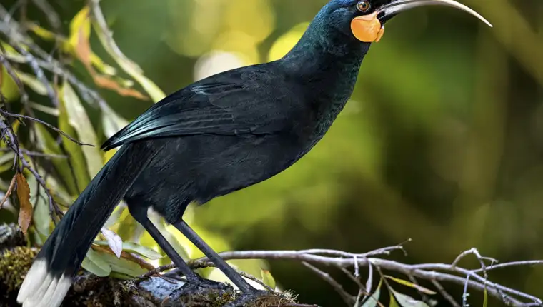 izumrla ptica huia