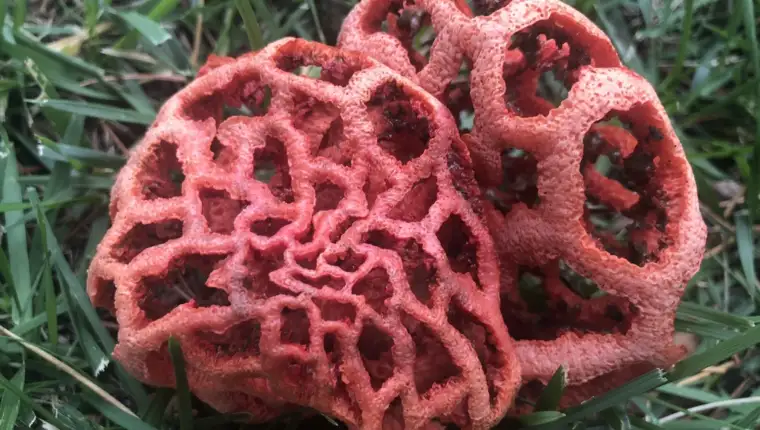 Clathrus ruber