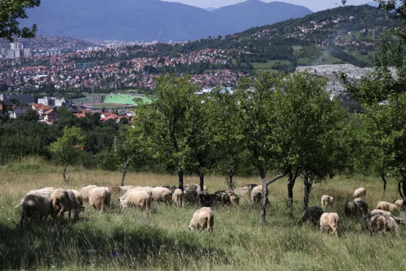 kurban