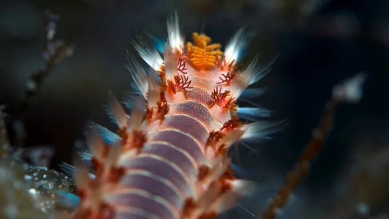 Hermodice-carunculata-696x392