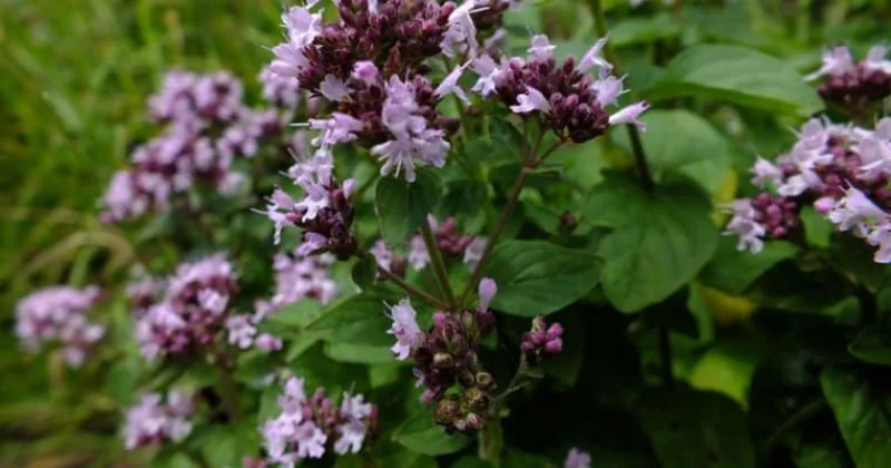 origano
