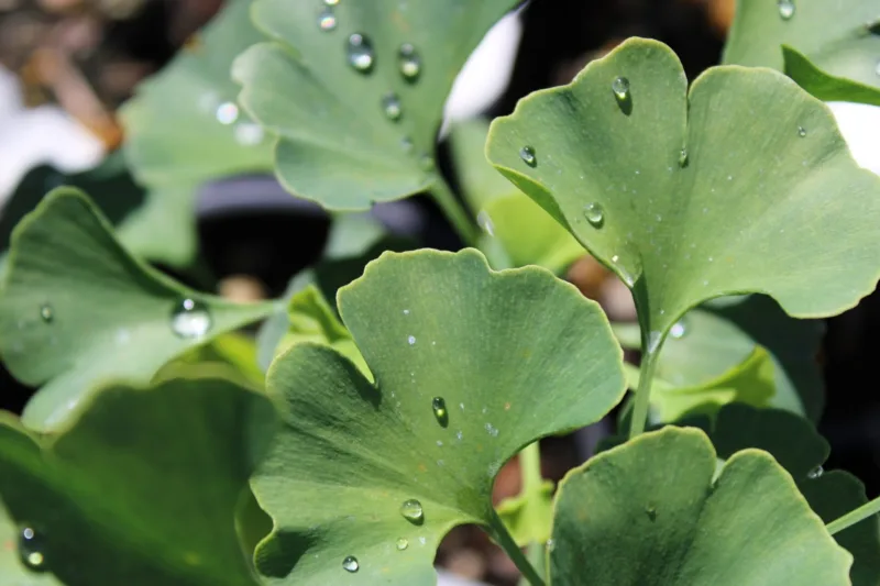 ginko biloba