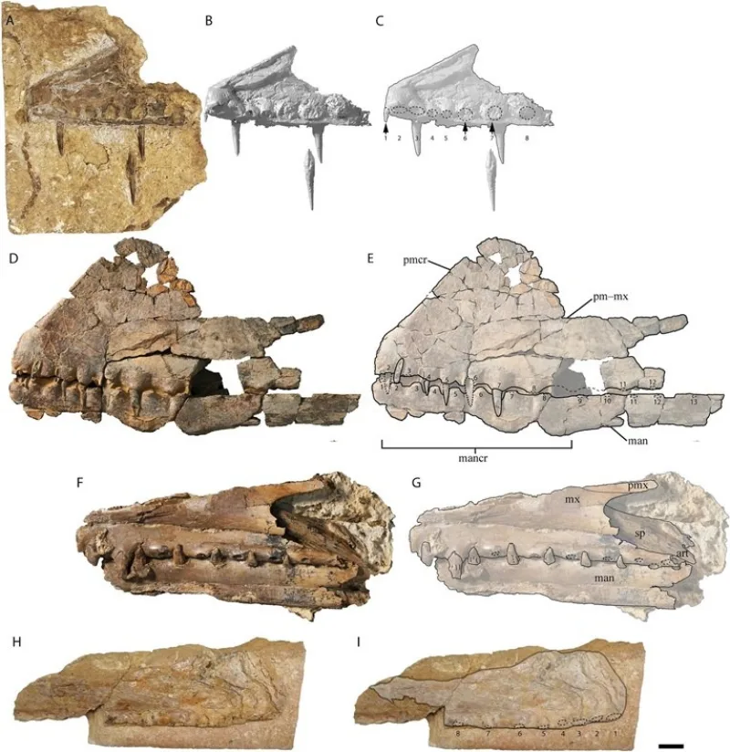 pterodaktil
