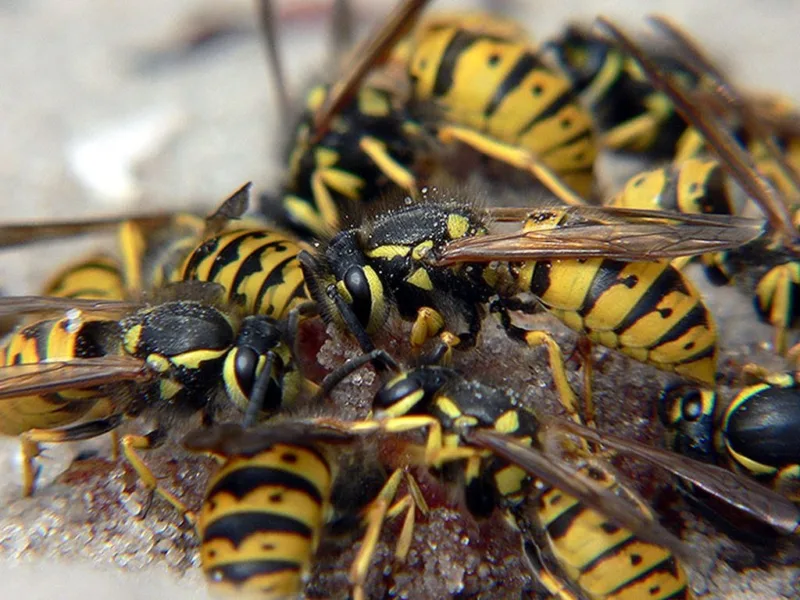 ose insekti