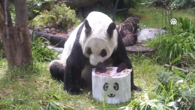 xin xin panda