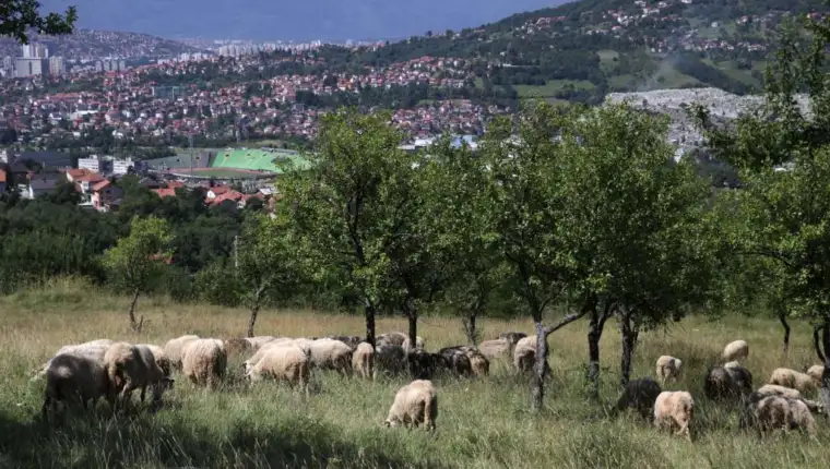 kurban