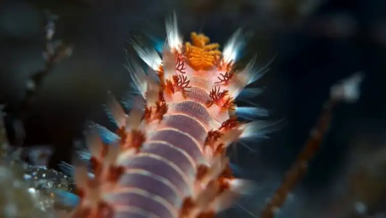Hermodice-carunculata-696x392
