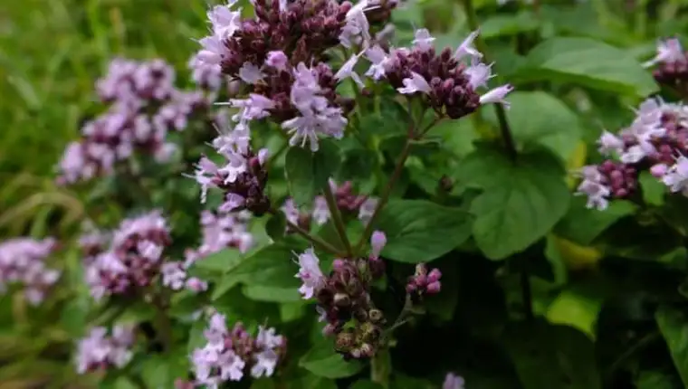 origano