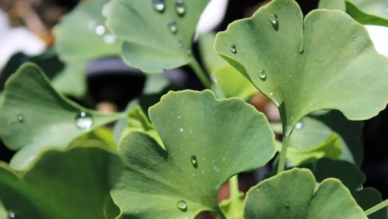 ginko biloba