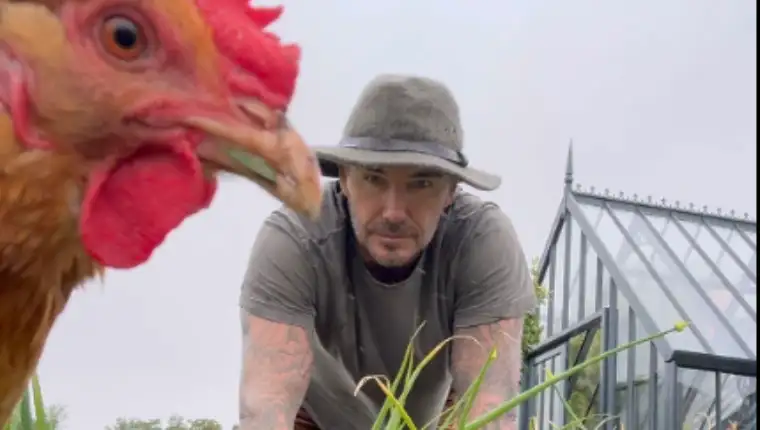 beckham