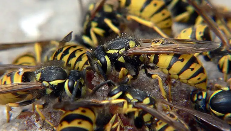 ose insekti