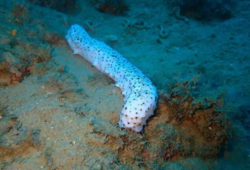 trp albino