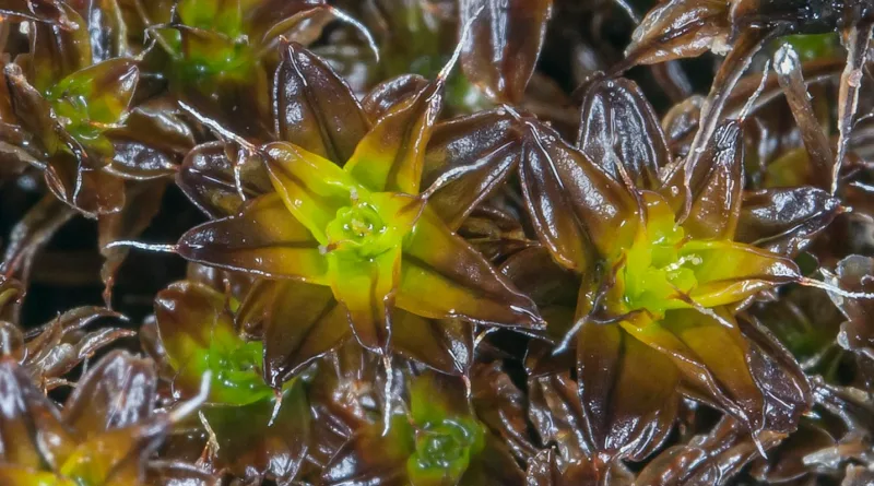Syntrichia caninervis