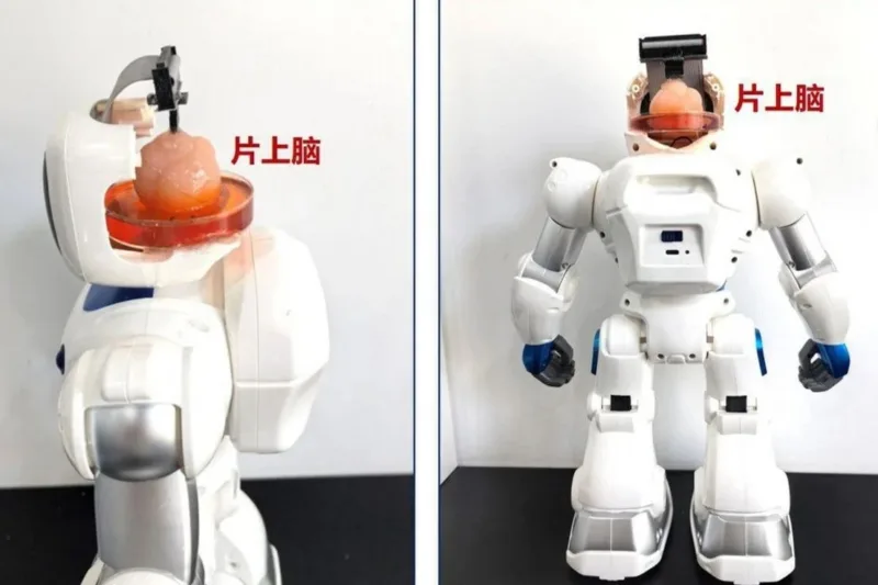 robot sa ljudskim mozgom