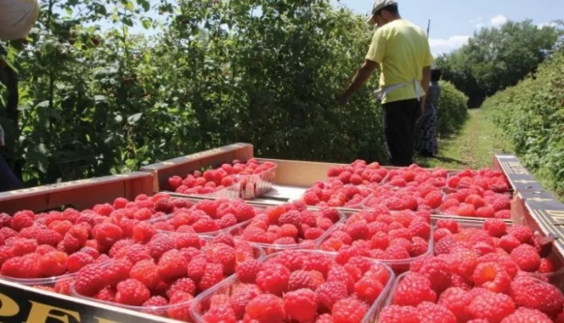 maline
