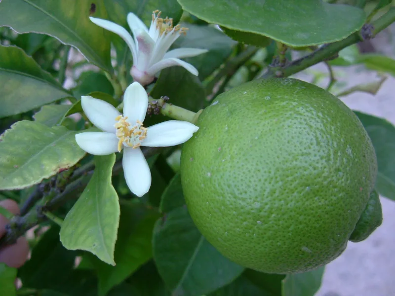 limeta