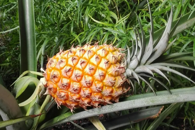ananas