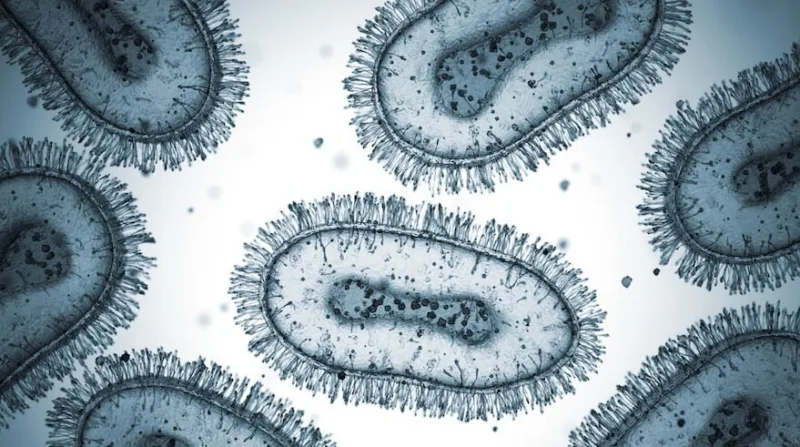 mpox virus majmunske boginje