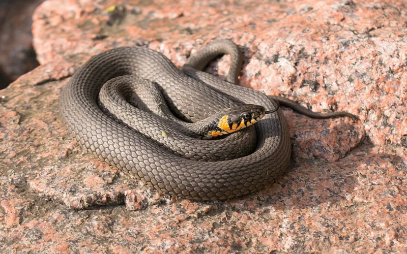 snake-g6b449aae1_1280-1600x1000